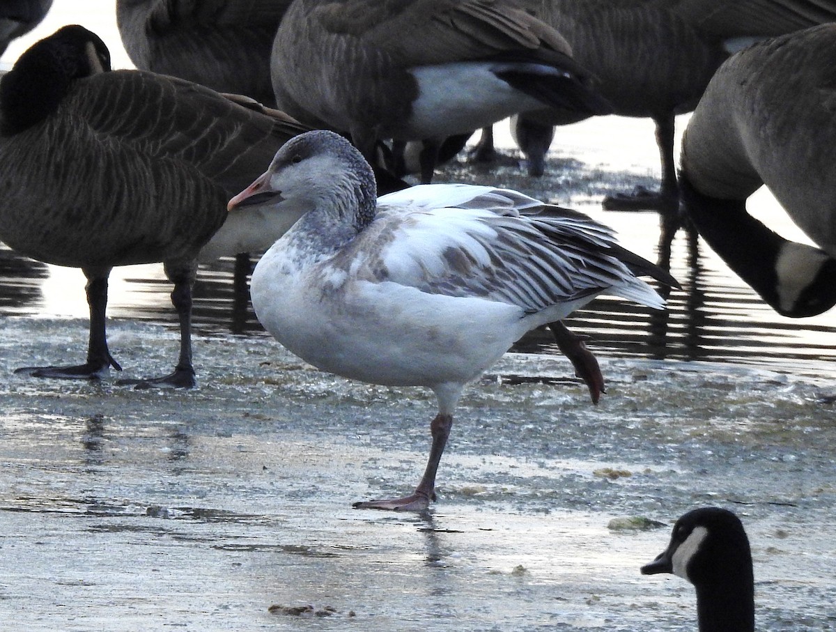 Snow Goose - ML647469802