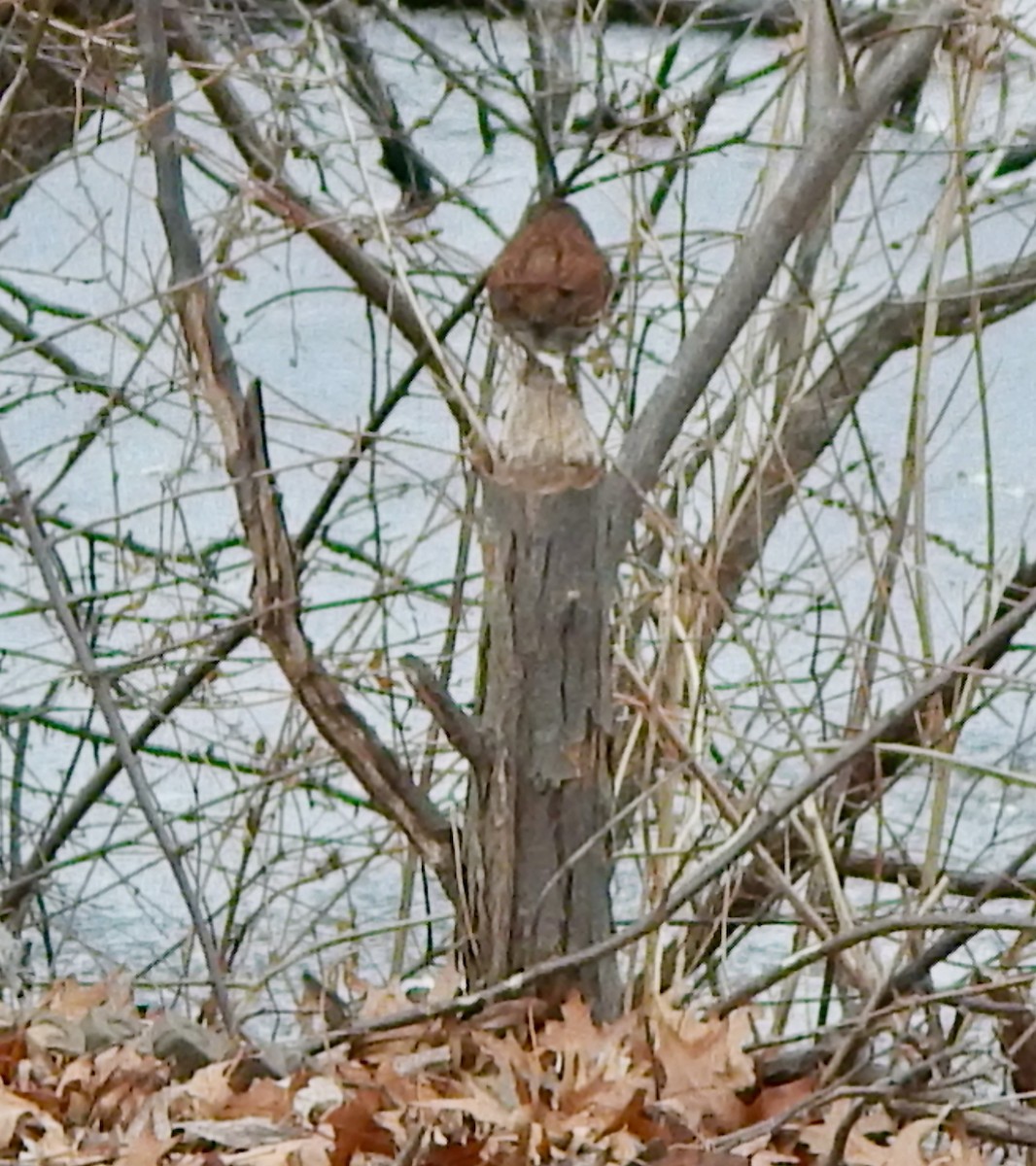 Fox Sparrow (Red) - ML647469804