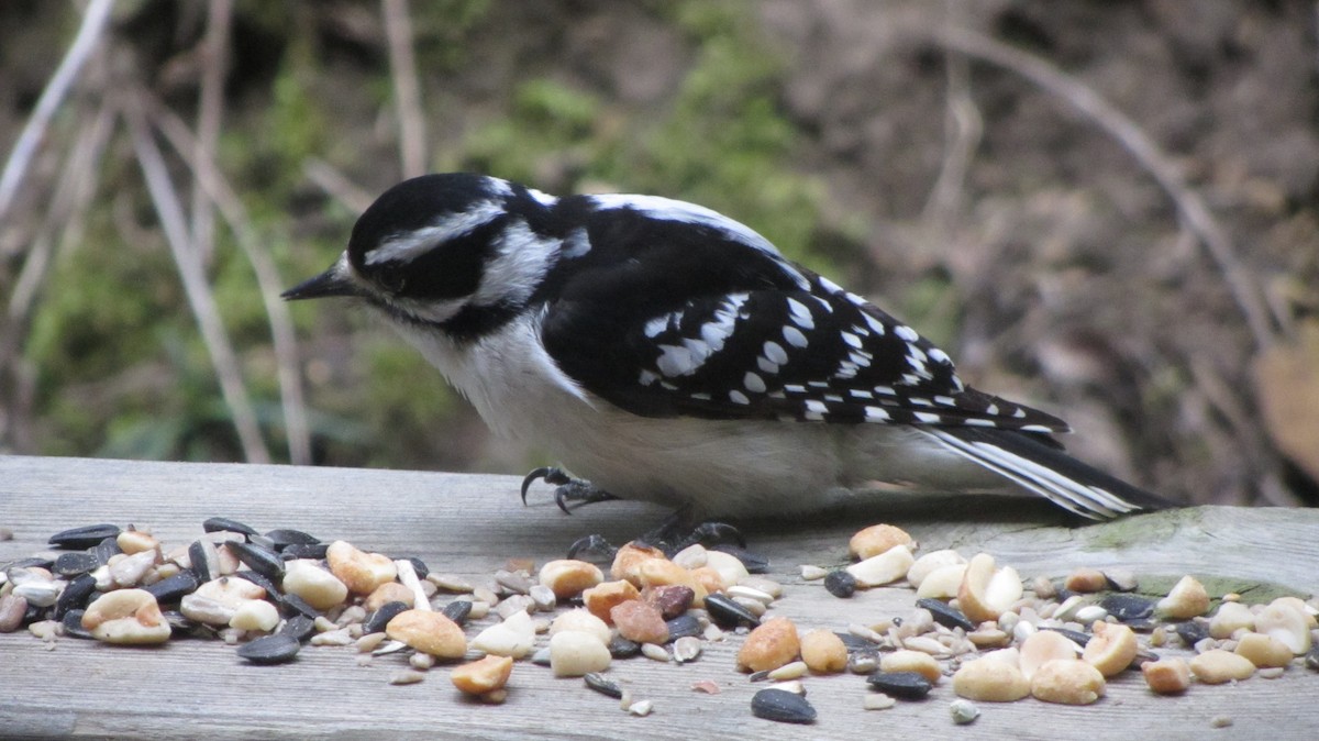 Downy Woodpecker - ML647469805