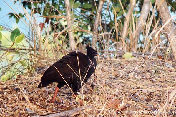 Orange-footed Megapode - ML647469806