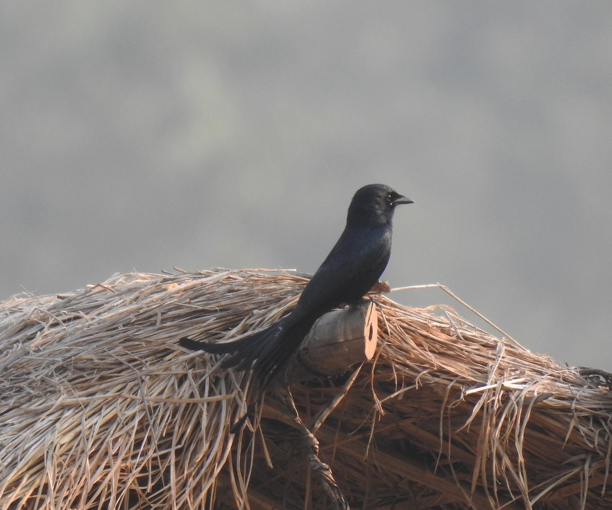 Black Drongo - ML647469817