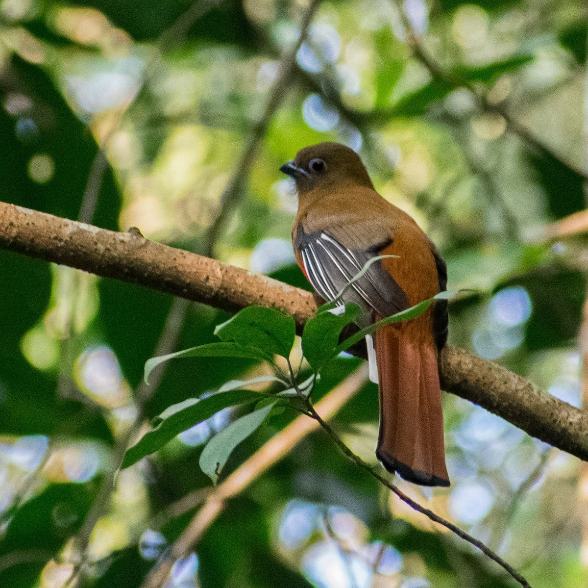 Red-headed Trogon - ML647469818