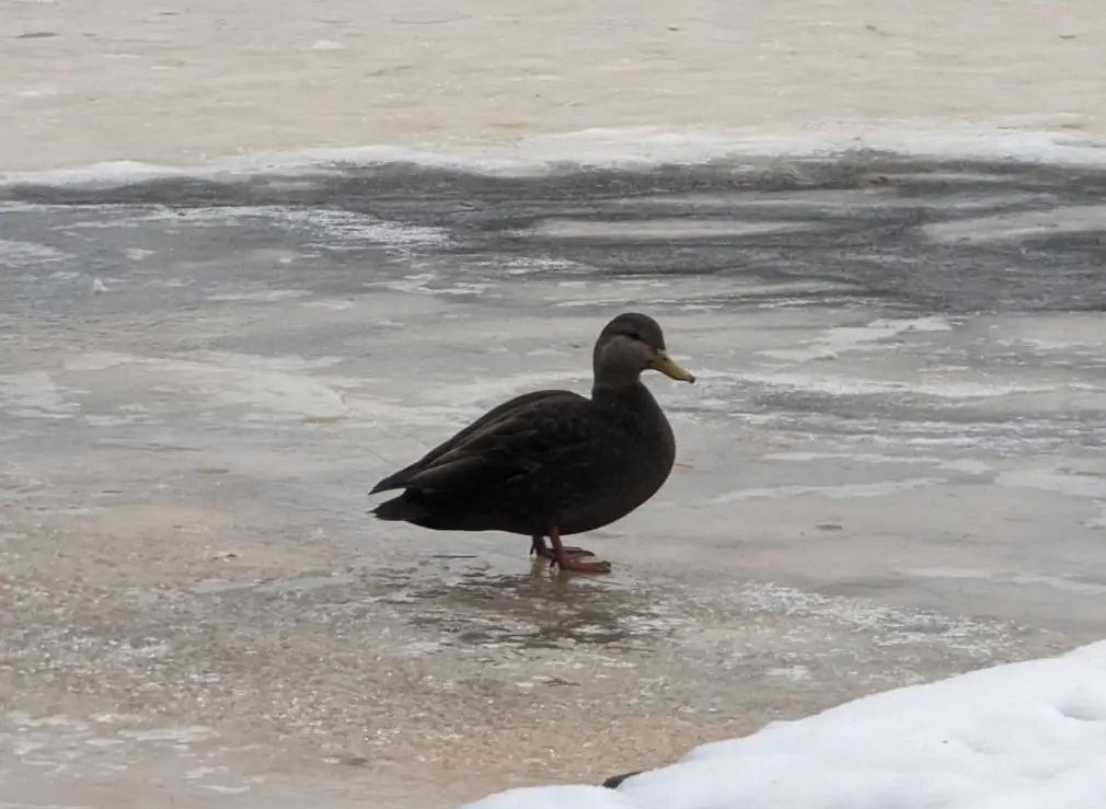 American Black Duck - ML647469820