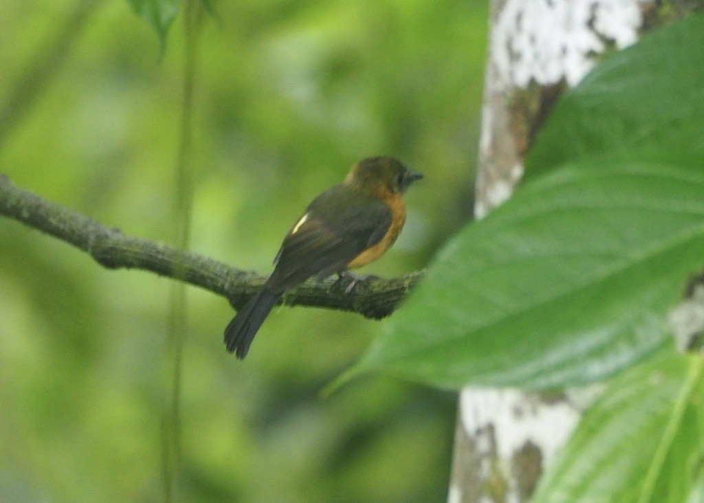 Sulphur-rumped Flycatcher - ML647469821