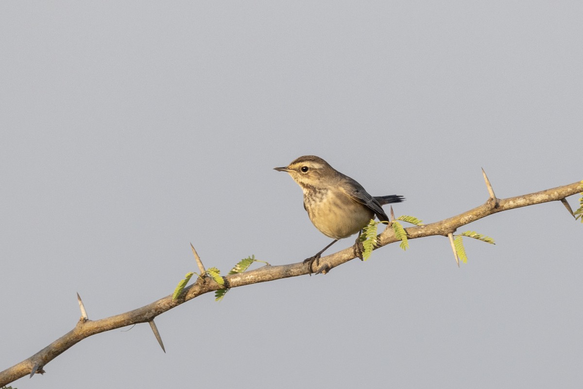 Bluethroat - ML647469834