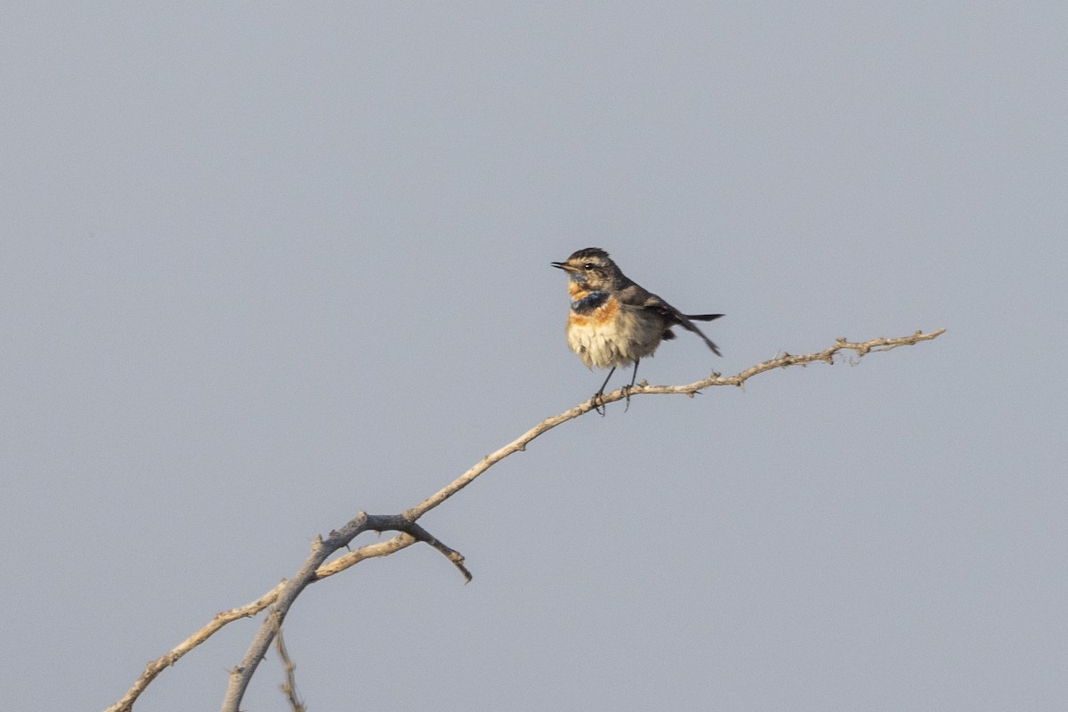 Bluethroat - ML647469836