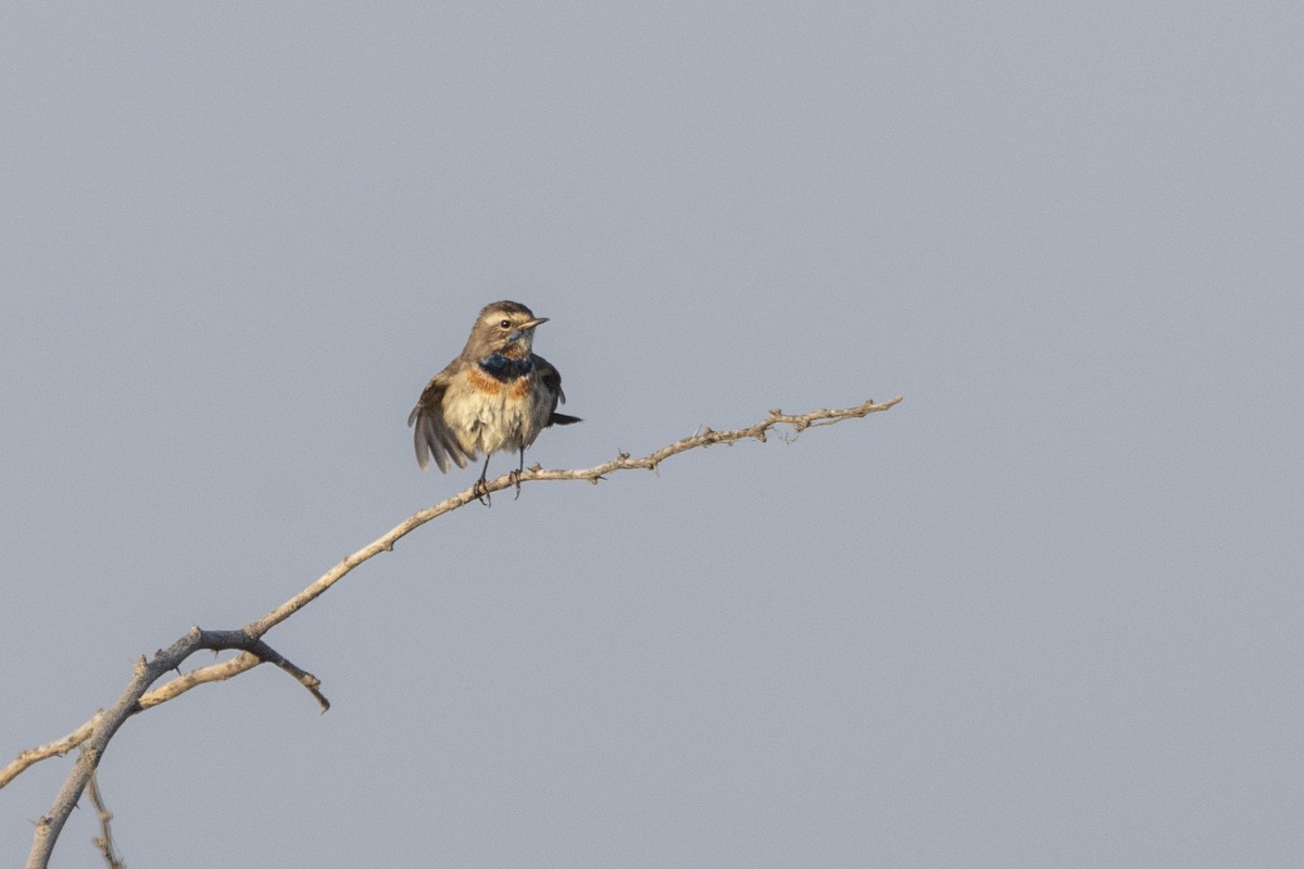 Bluethroat - ML647469838