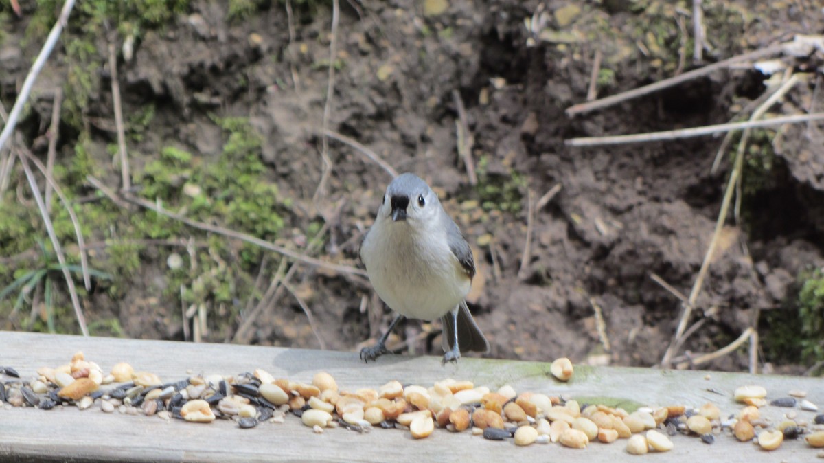 Tufted Titmouse - ML647469846