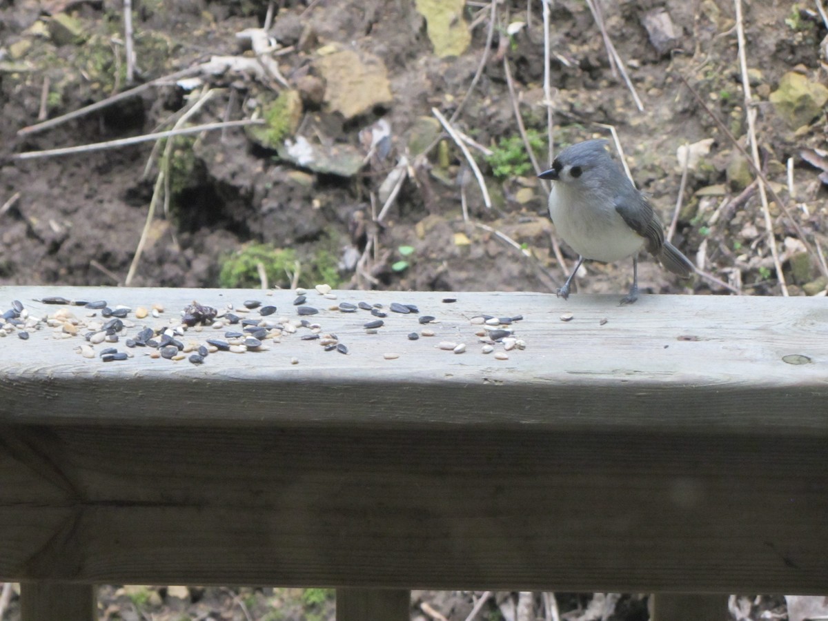 Tufted Titmouse - ML647469847