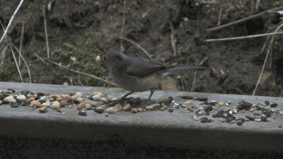Tufted Titmouse - ML647469848