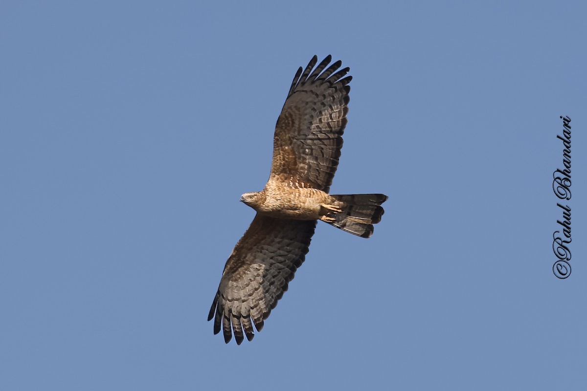 Oriental Honey-buzzard - ML647469849