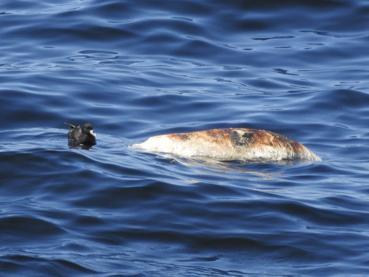 White-chinned Petrel - ML647469852