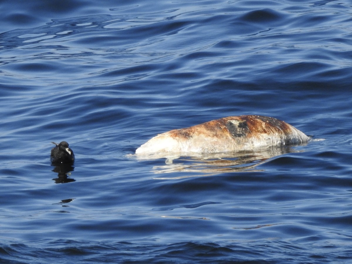 White-chinned Petrel - ML647469853