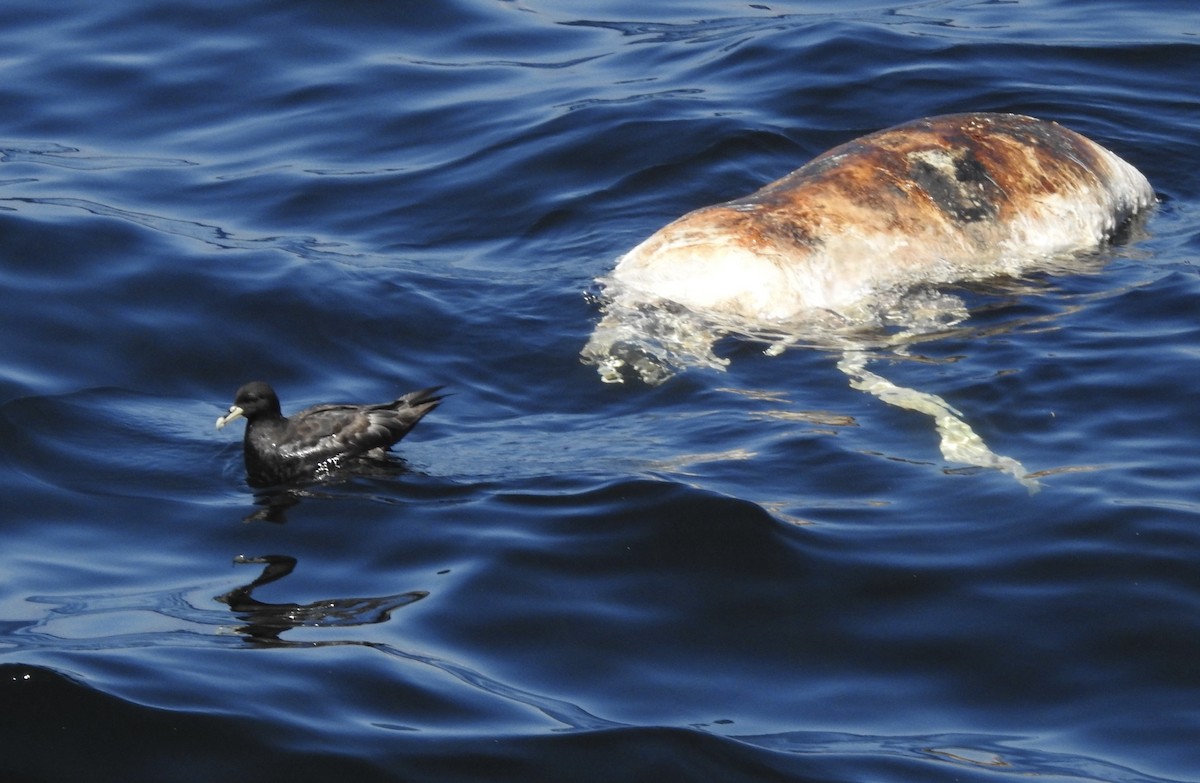 White-chinned Petrel - ML647469854