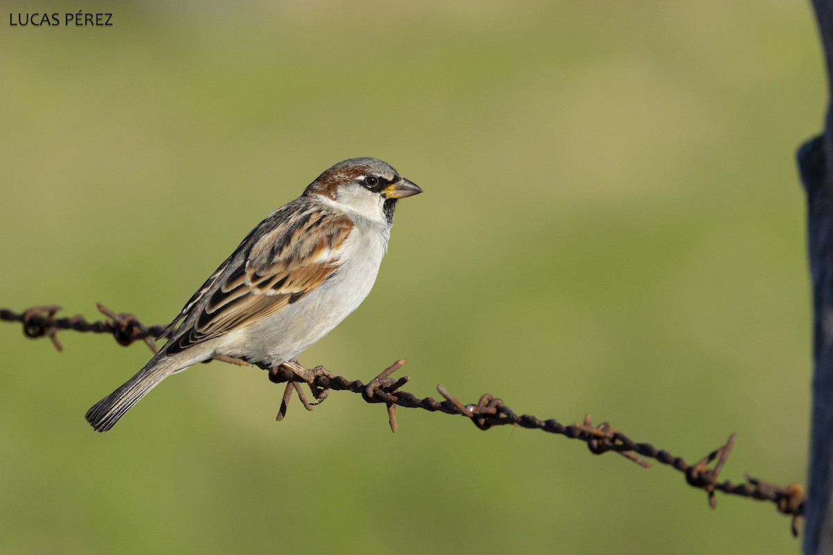 House Sparrow - ML647469873