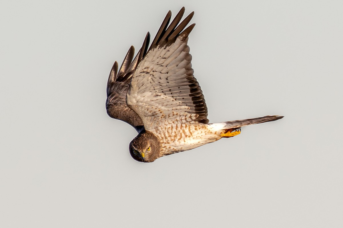 Northern Harrier - ML647469905