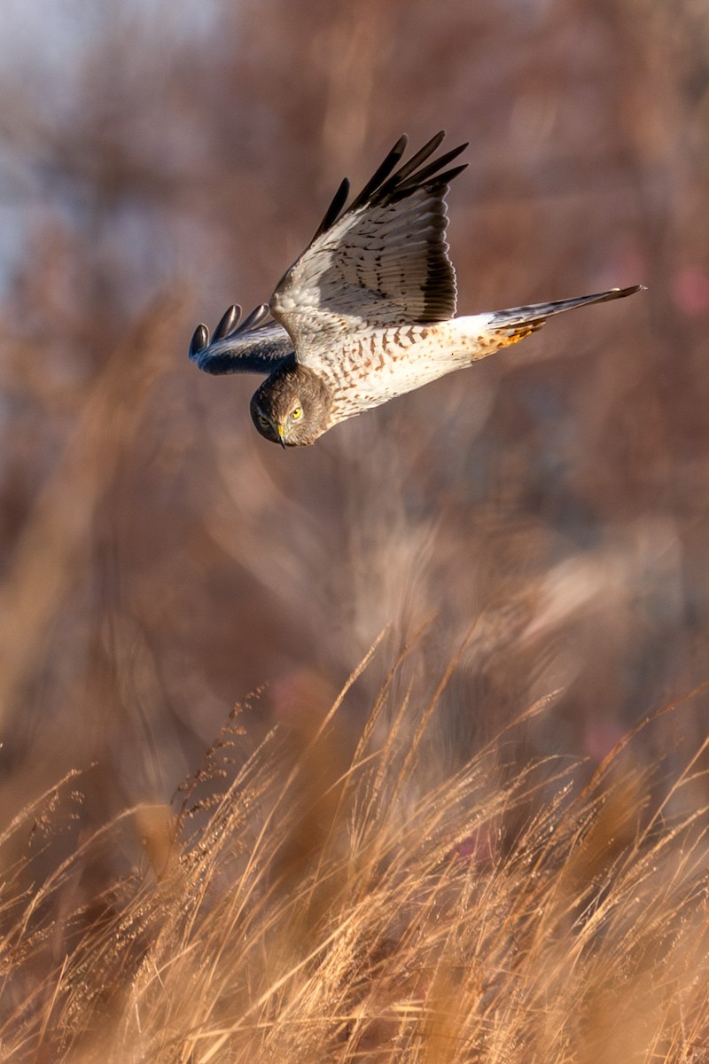 Northern Harrier - ML647469907