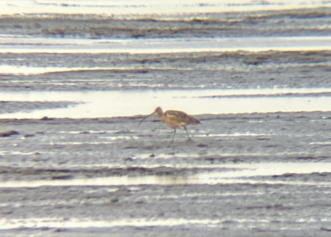 Кульон американський - ML647469914