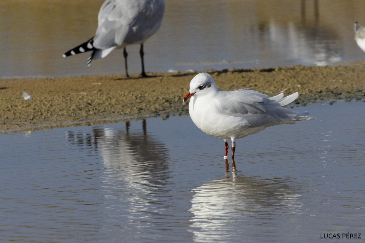 Mediterranean Gull - ML647469922