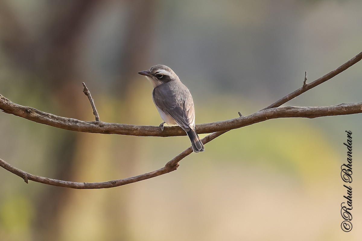 Common Woodshrike - ML647469983