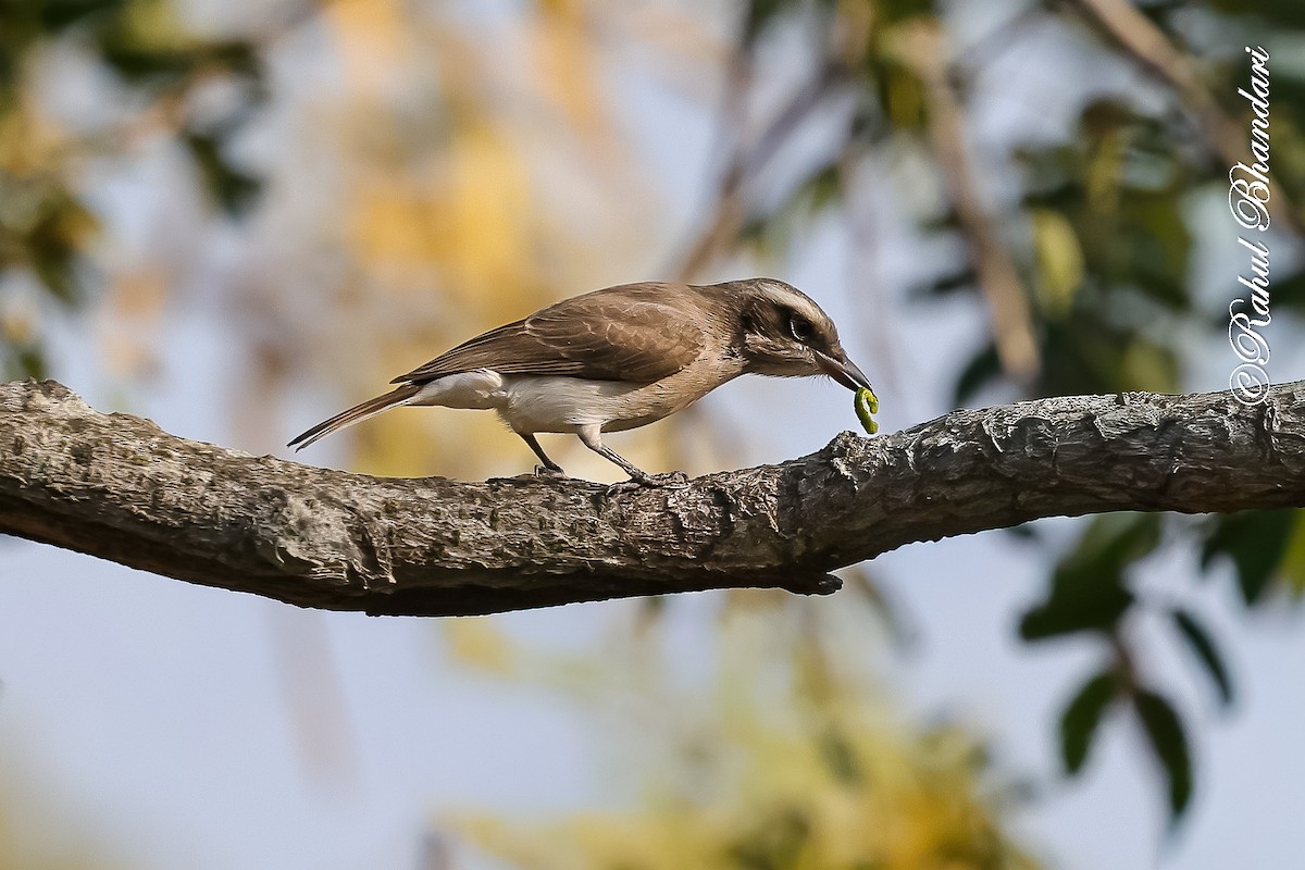 Common Woodshrike - ML647469984