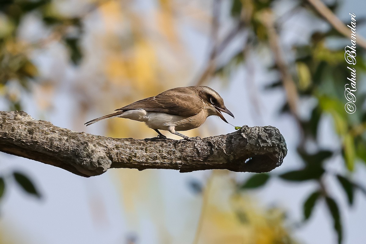 Common Woodshrike - ML647469987