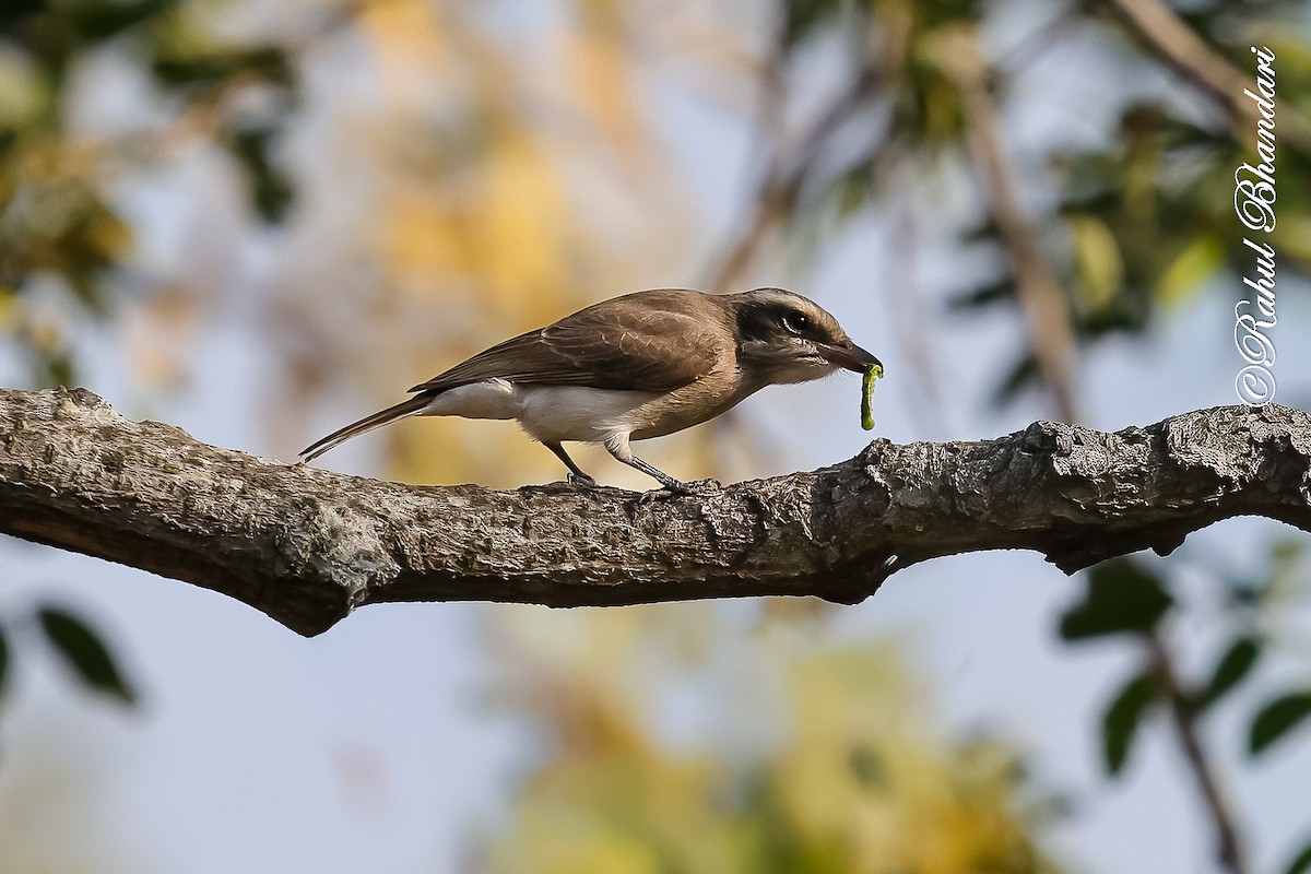 Common Woodshrike - ML647469988