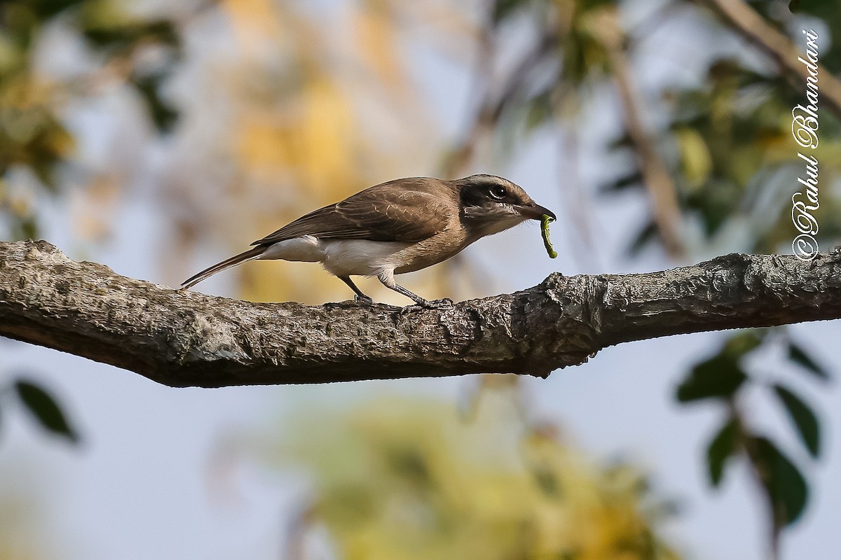 Common Woodshrike - ML647469989