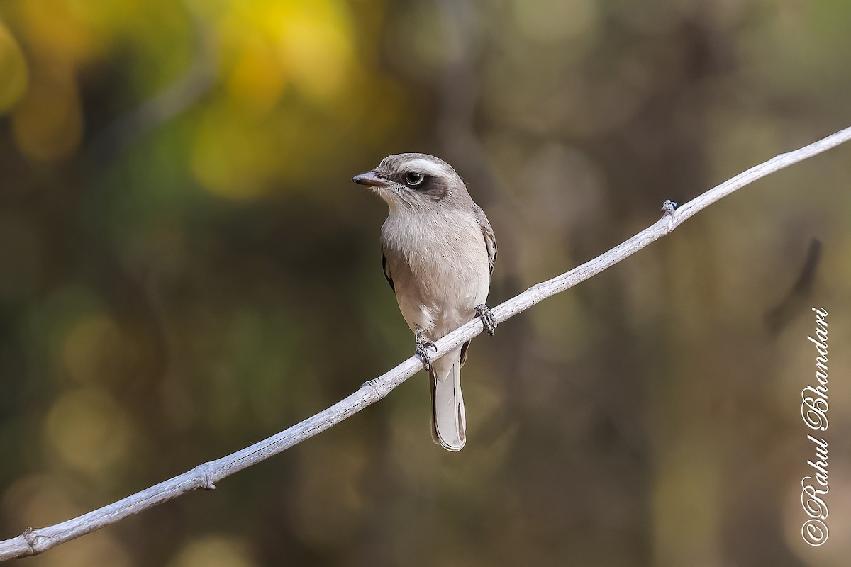 Common Woodshrike - ML647469991