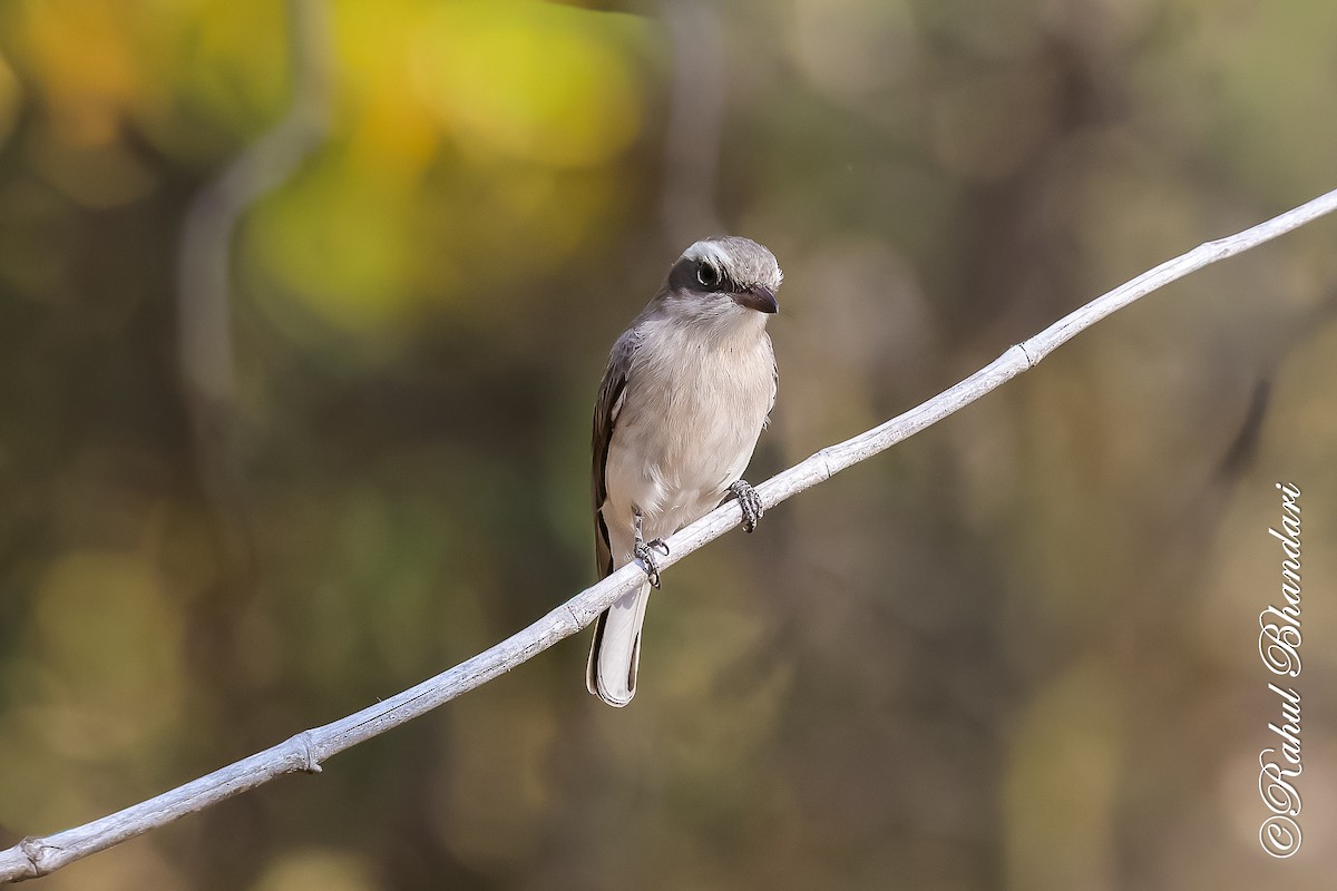 Common Woodshrike - ML647469992