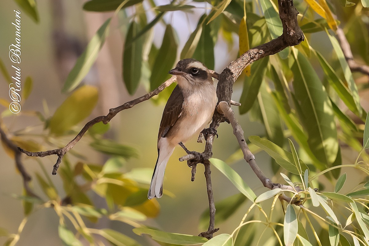 Common Woodshrike - ML647469994