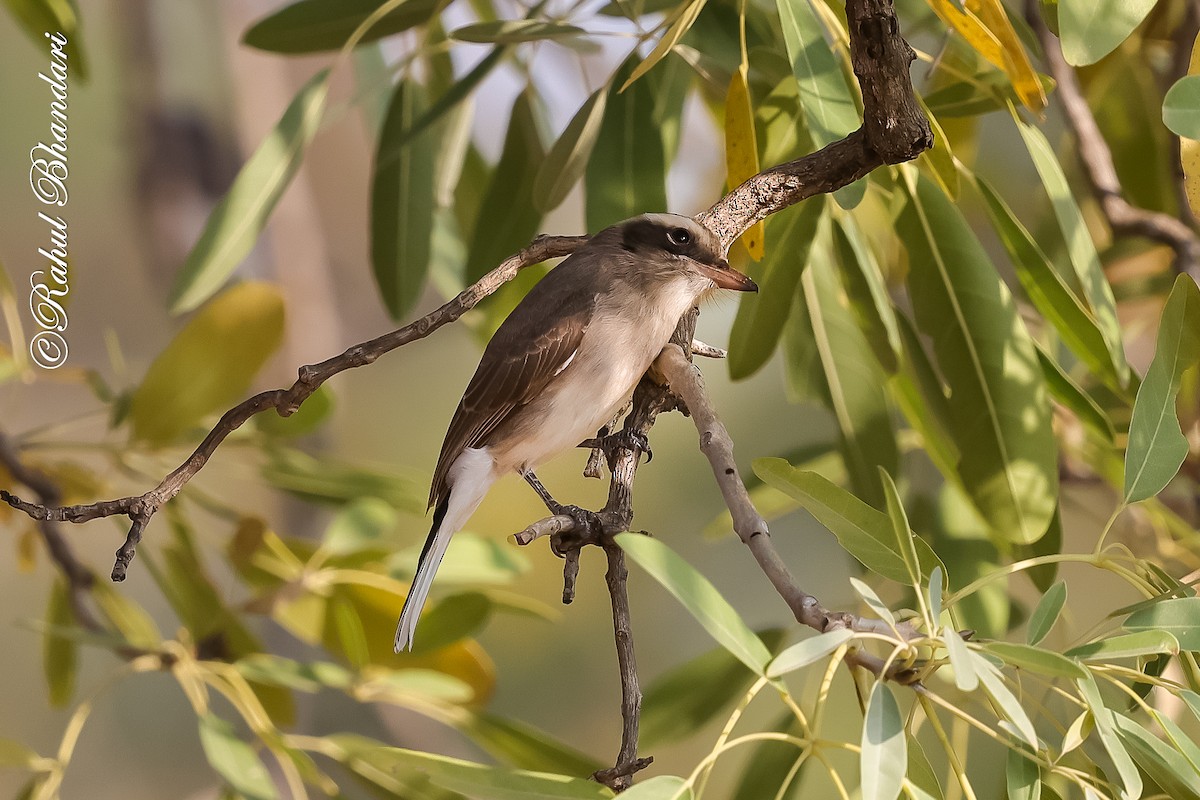 Common Woodshrike - ML647469995