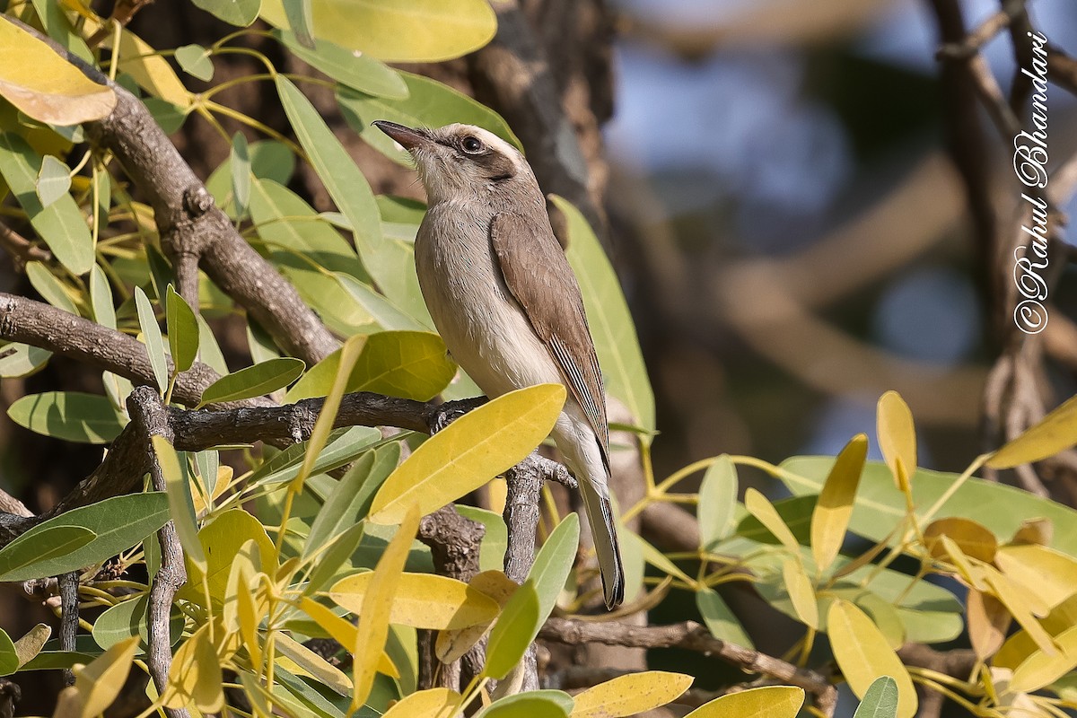 Common Woodshrike - ML647469996