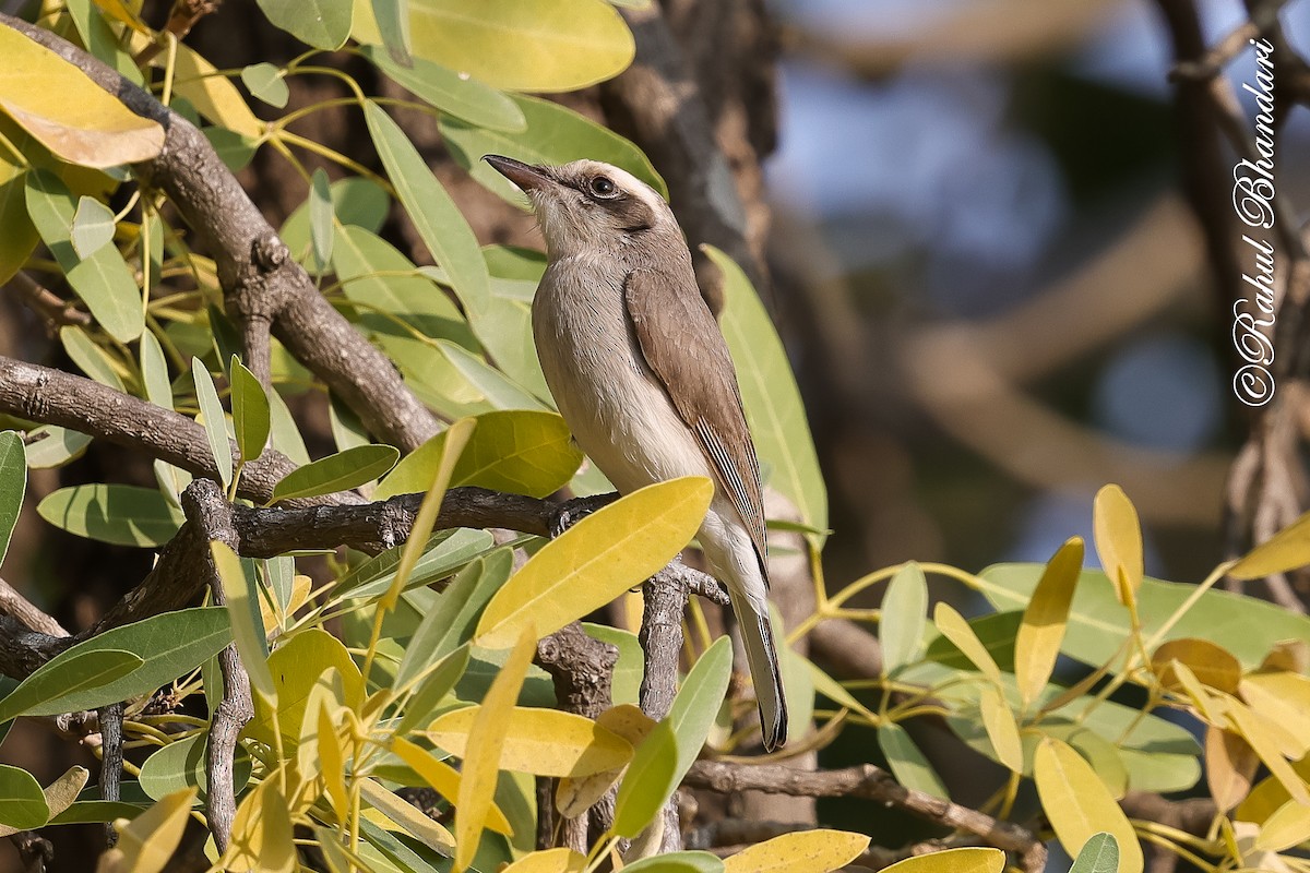 Common Woodshrike - ML647469997