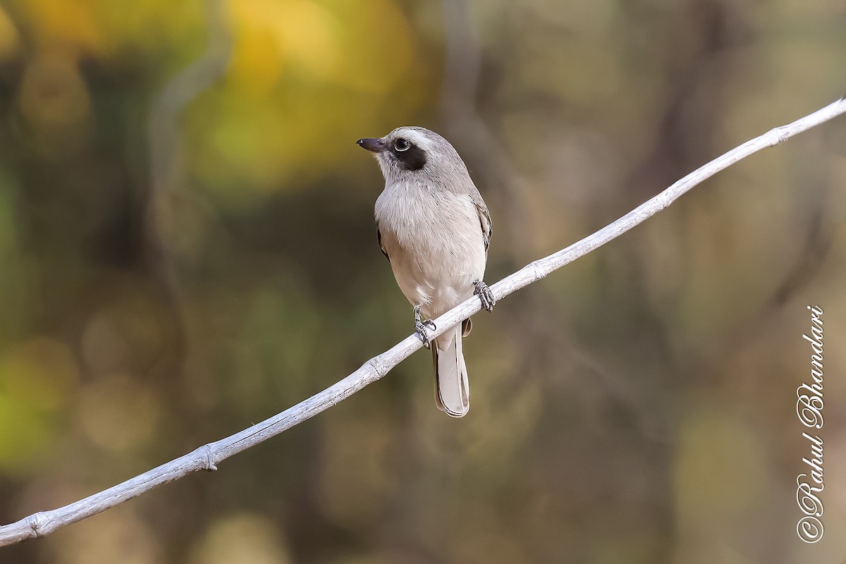 Common Woodshrike - ML647469998