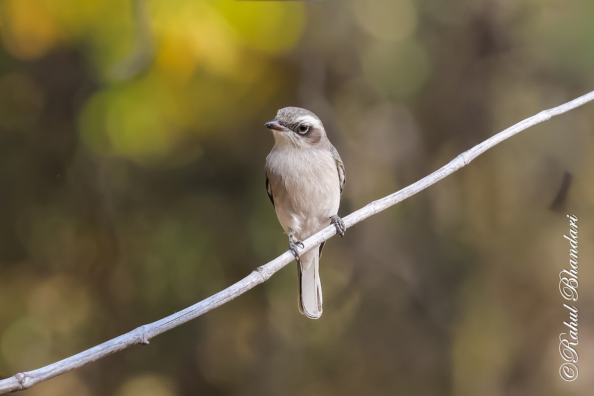 Common Woodshrike - ML647470000