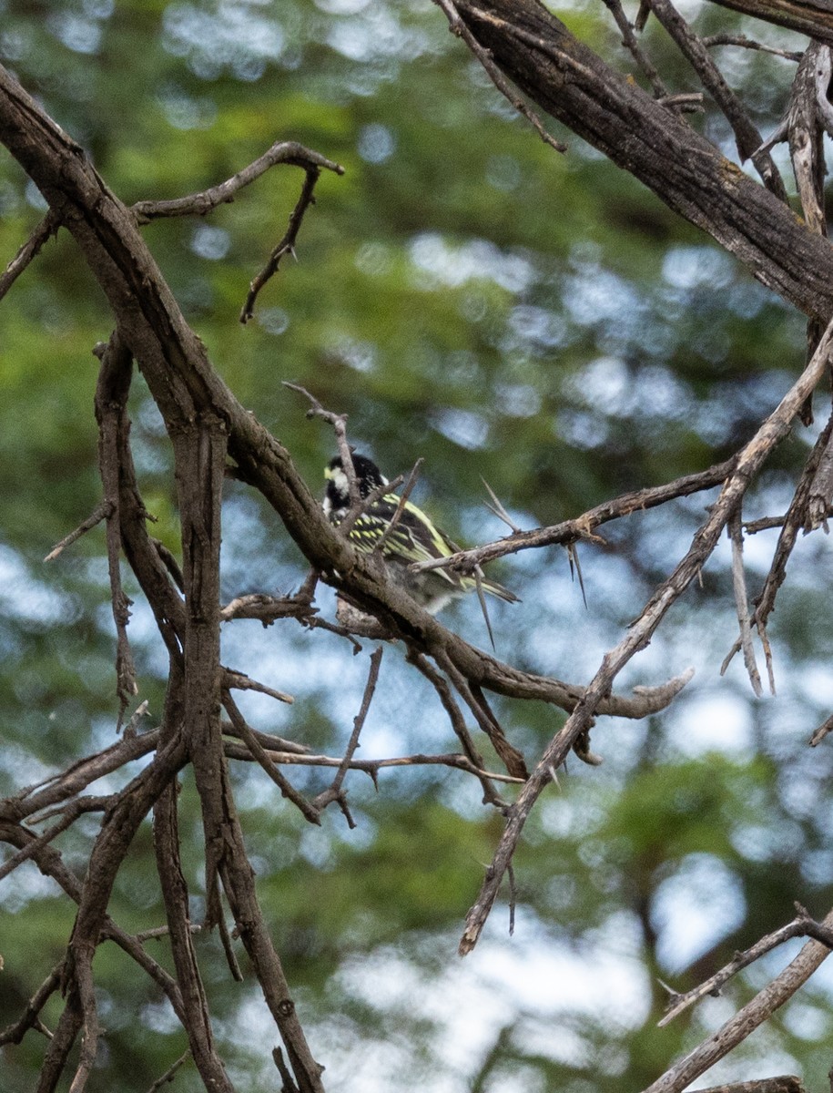 Pied Barbet - ML647470001