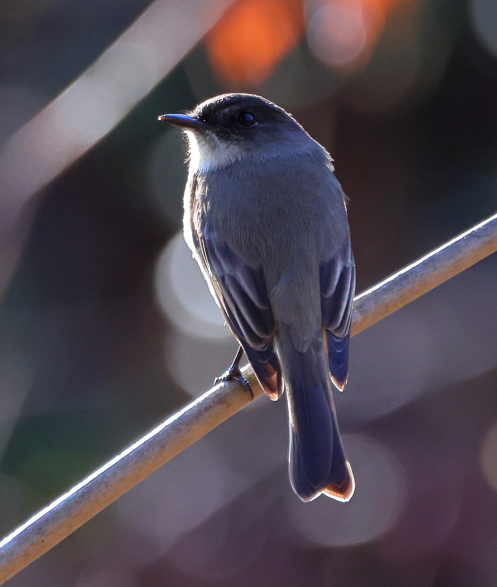 Eastern Phoebe - ML647470002
