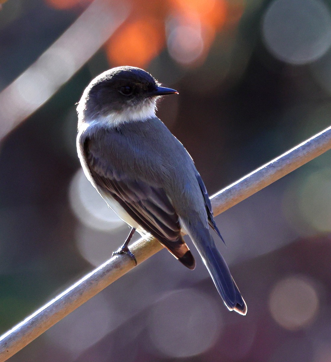 Eastern Phoebe - ML647470003