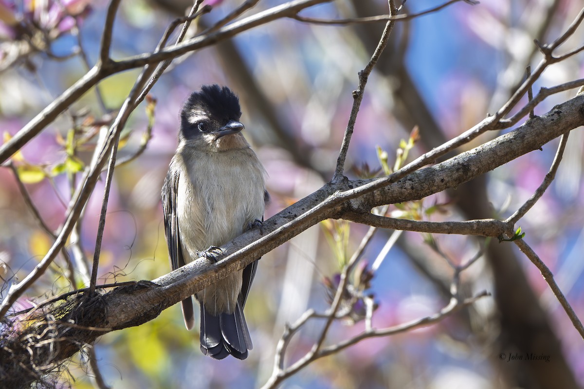 Crested Becard - ML647470006