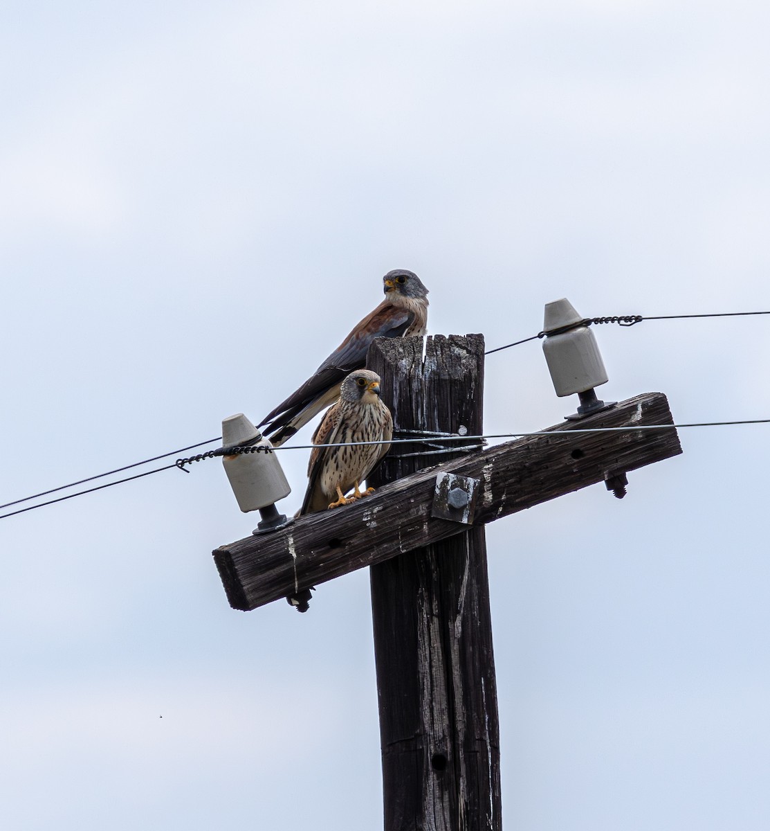 Lesser Kestrel - ML647470008