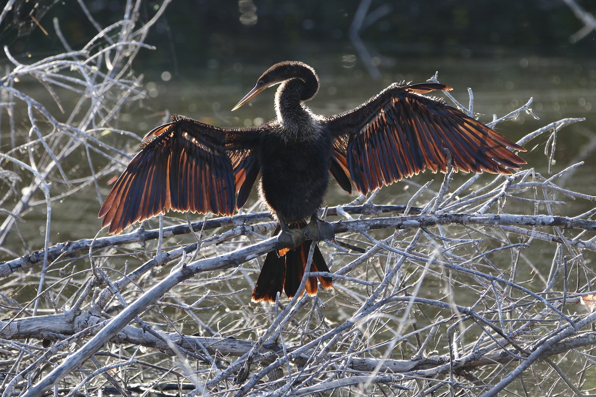 Anhinga - ML647470009