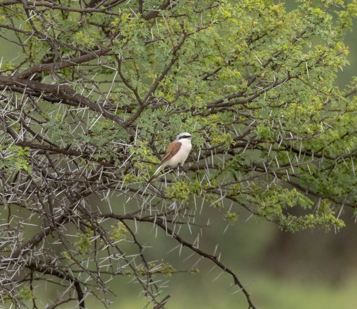 Red-backed Shrike - ML647470010