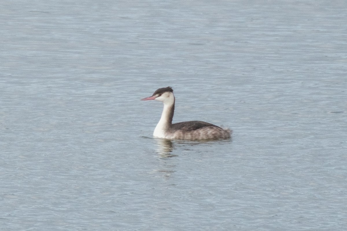 Great Crested Grebe - ML647470011