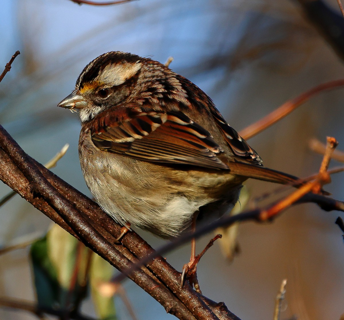 White-throated Sparrow - ML647470012