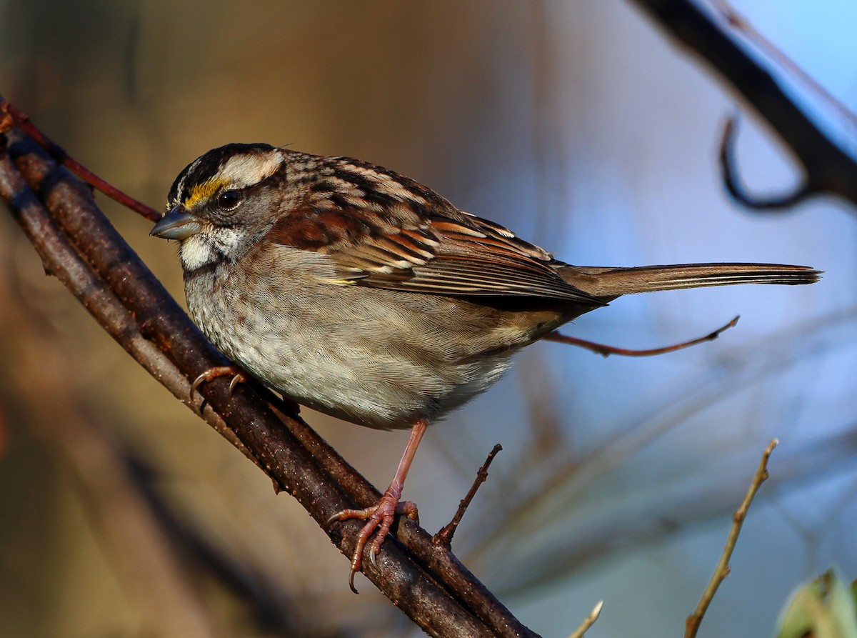 White-throated Sparrow - ML647470013