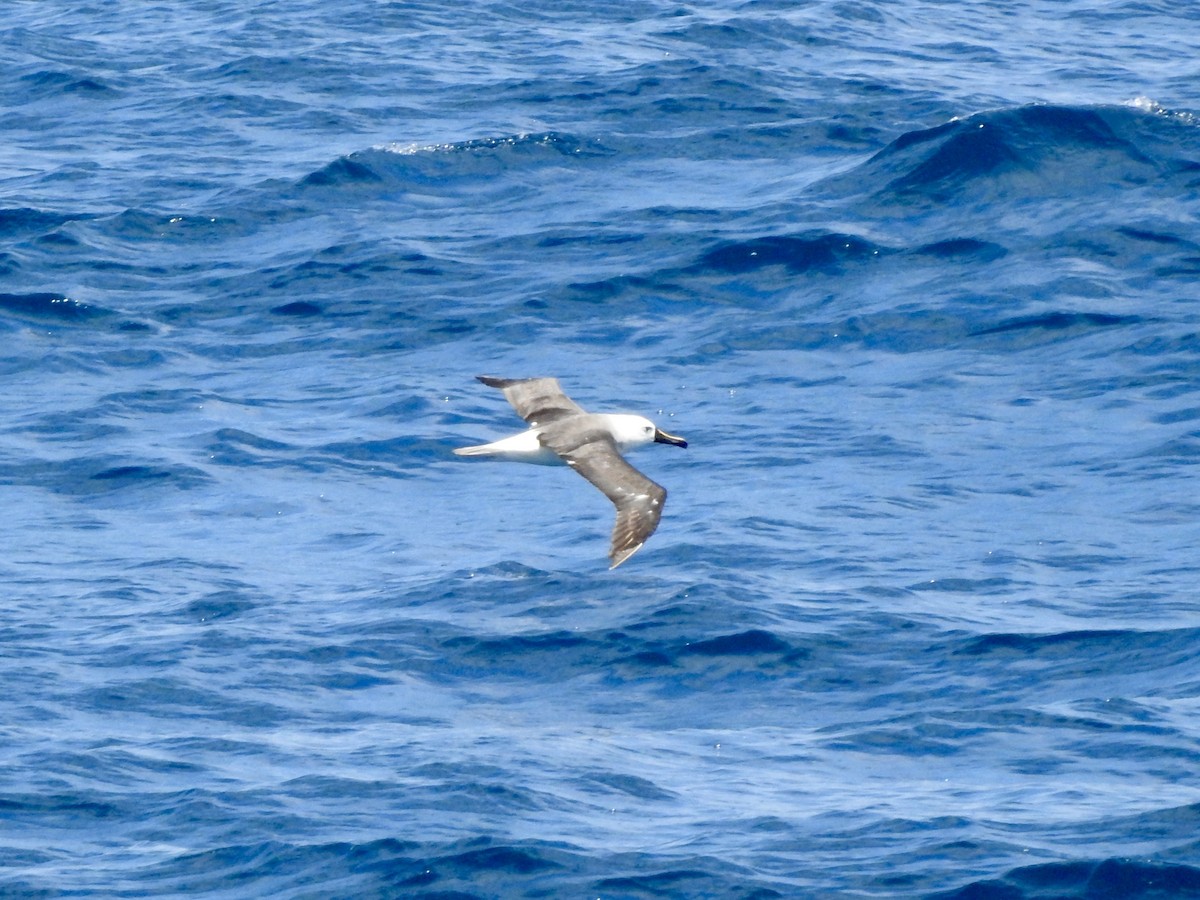 Atlantic Yellow-nosed Albatross - ML647470048