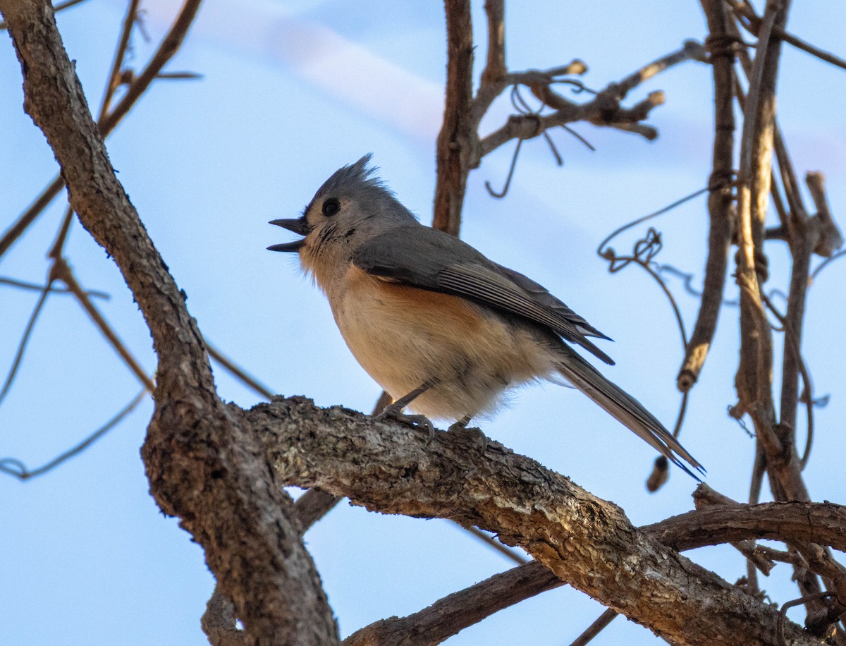 Tufted Titmouse - ML647470054