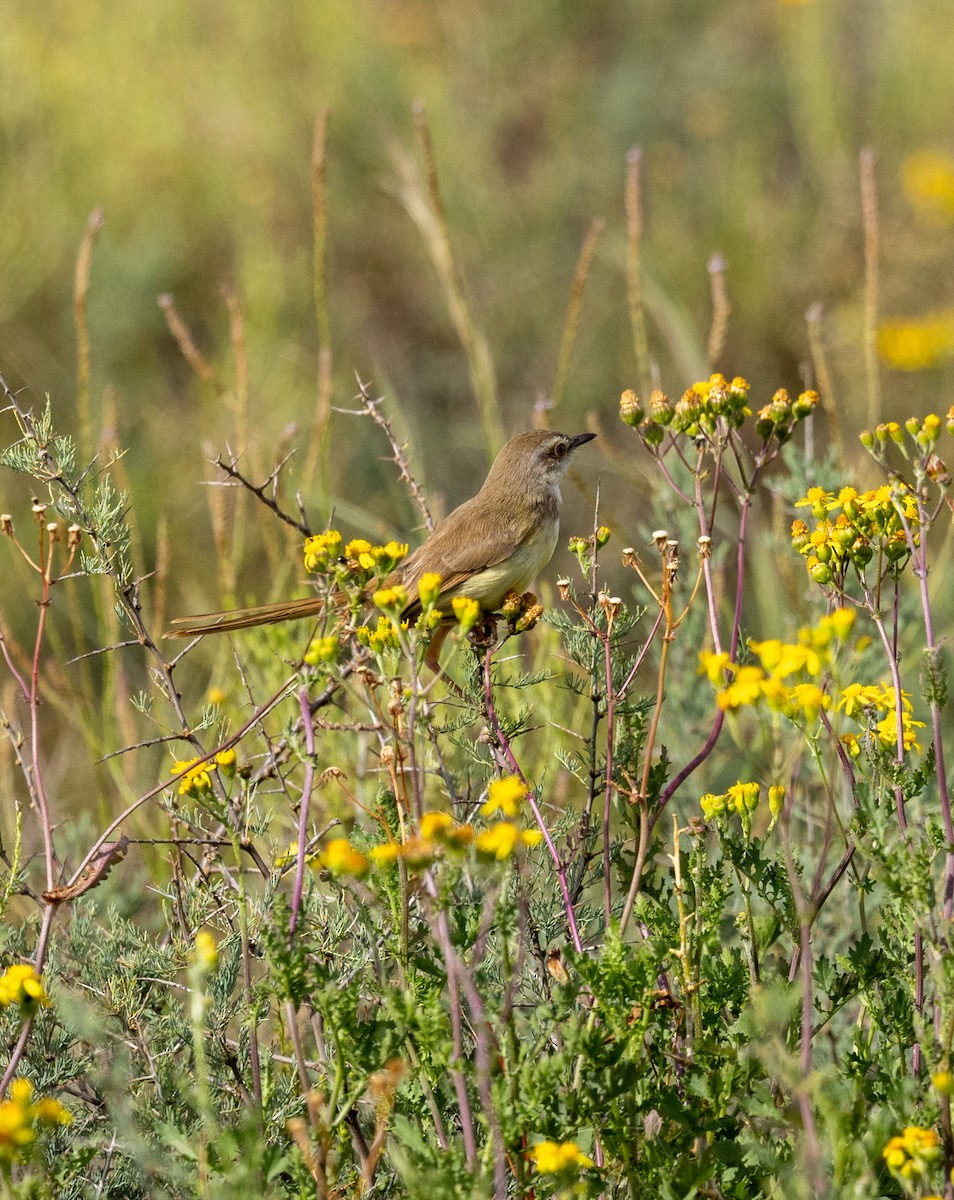 Black-chested Prinia - ML647470068