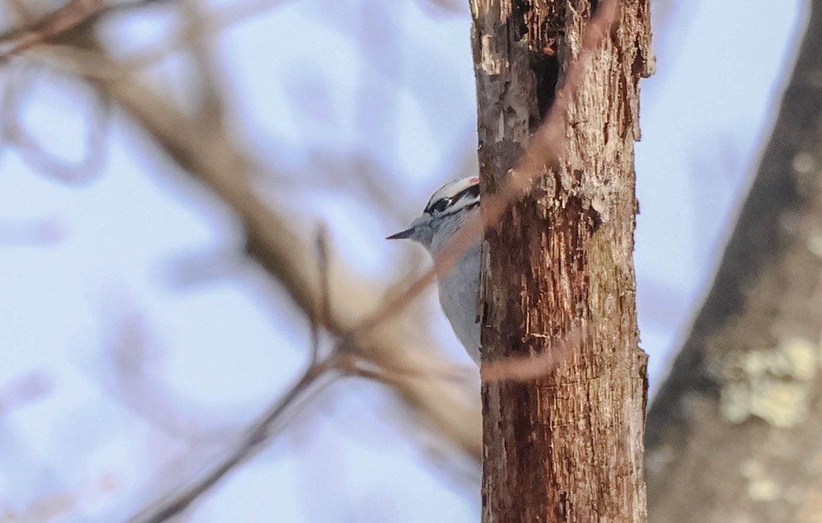 Dunenspecht - ML647470071